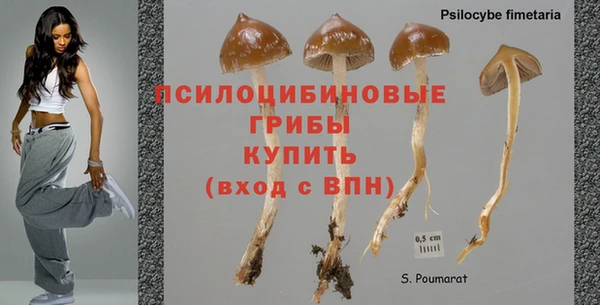 стаф Аркадак